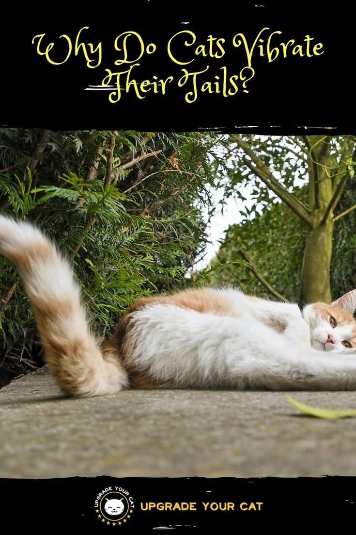 Why Do Cats Vibrate Their Tails