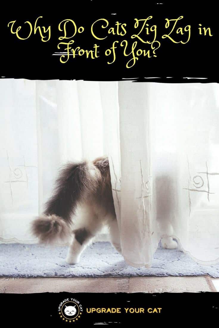 Why Do Cats Zig Zag in Front of You