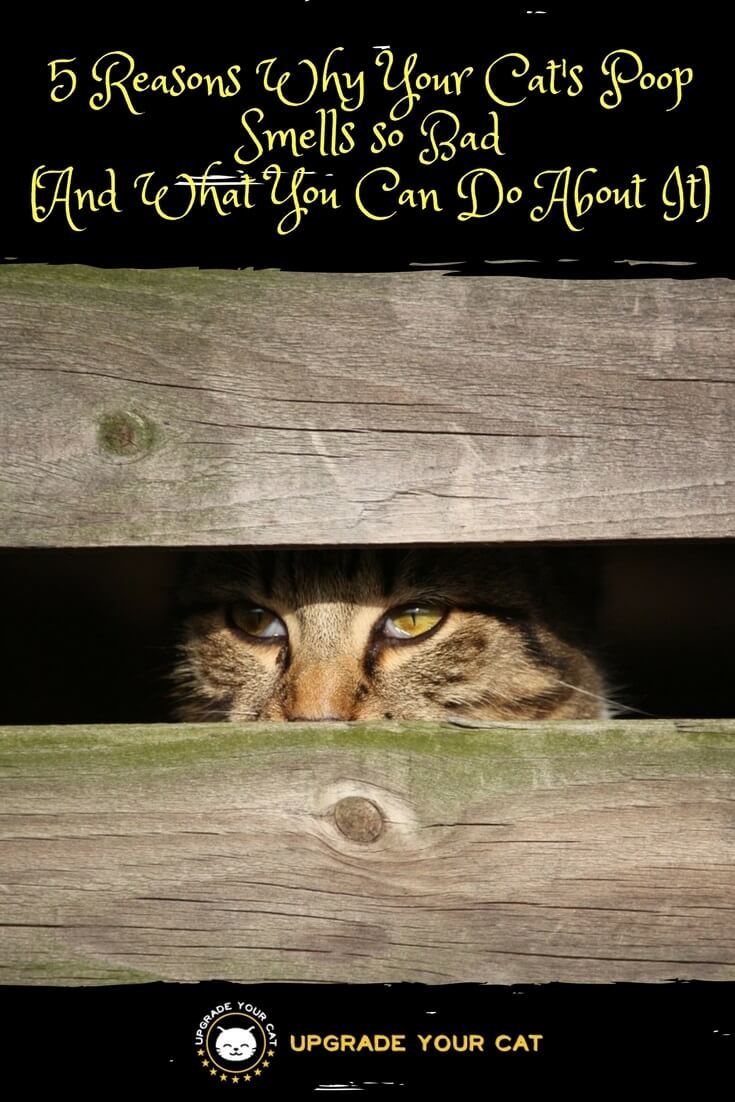 Why Does Cat Poop Smell So Bad