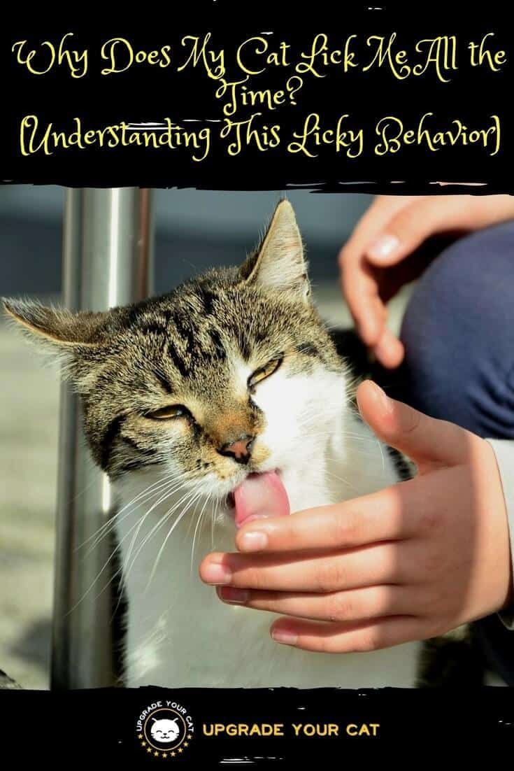 Why Does My Cat Lick Me All the Time