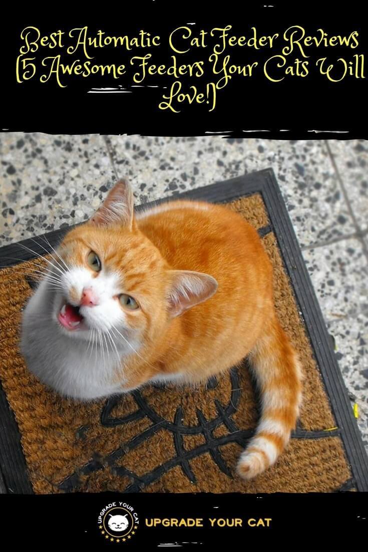 Best Automatic Cat Feeder