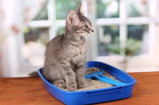 Best Litter Boxes for Traveling with Cats