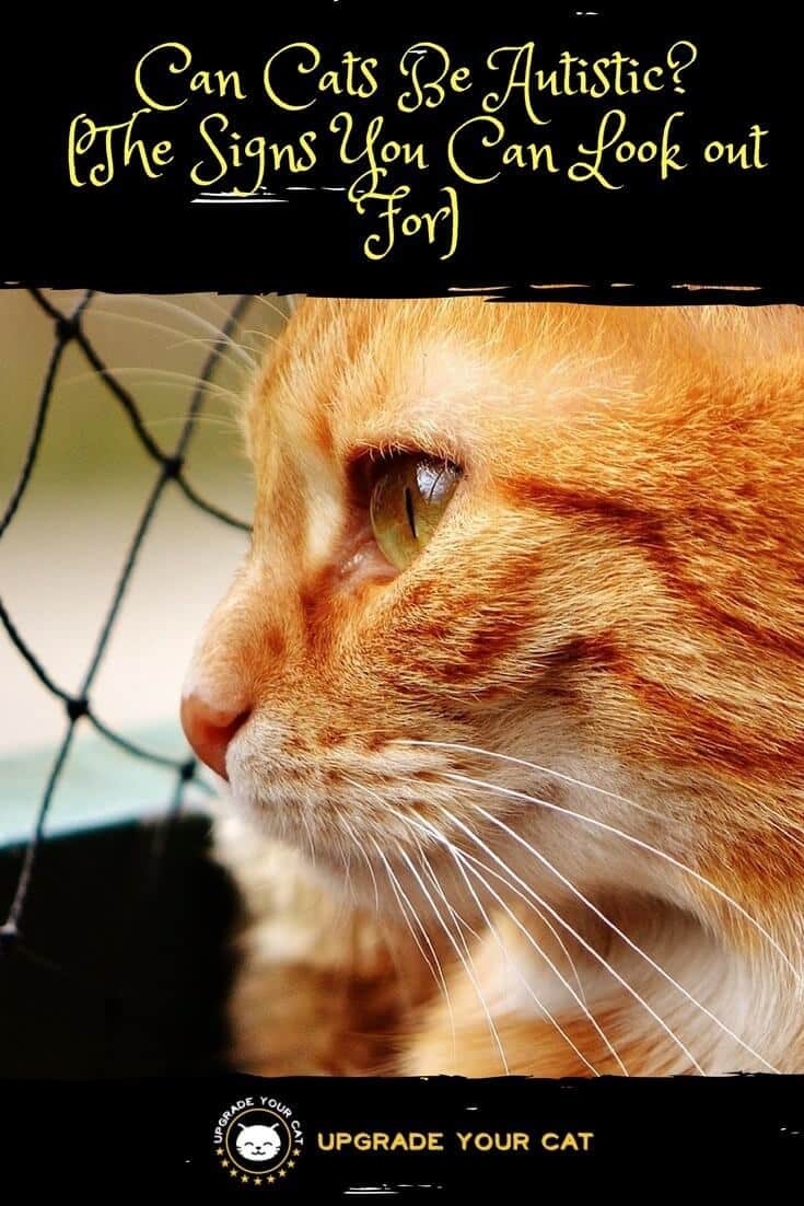 Can Cats Be Autistic