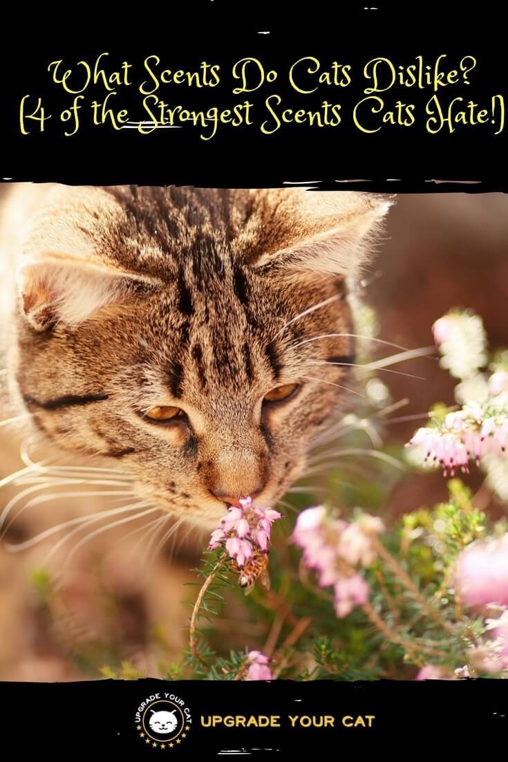 What Scents Do Cats Dislike