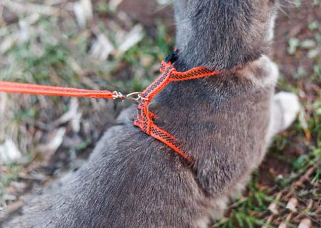 Best Cat Travel Harness and Leash