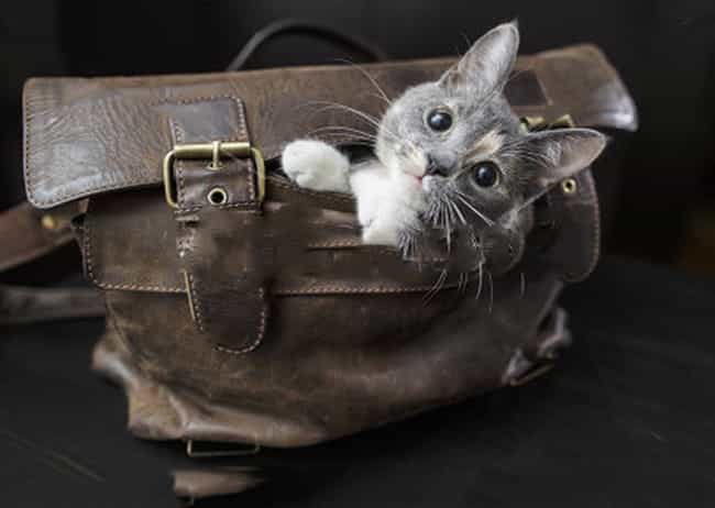 Best Cat Travel Carriers