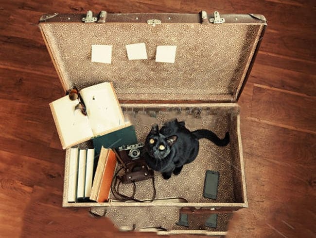 Cat Travel Kit