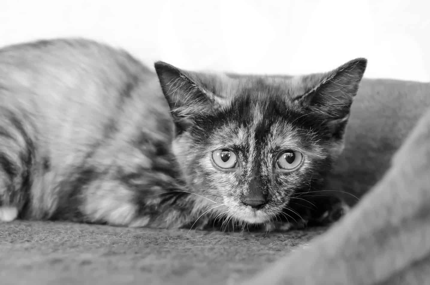 symptoms of anxiety in cats