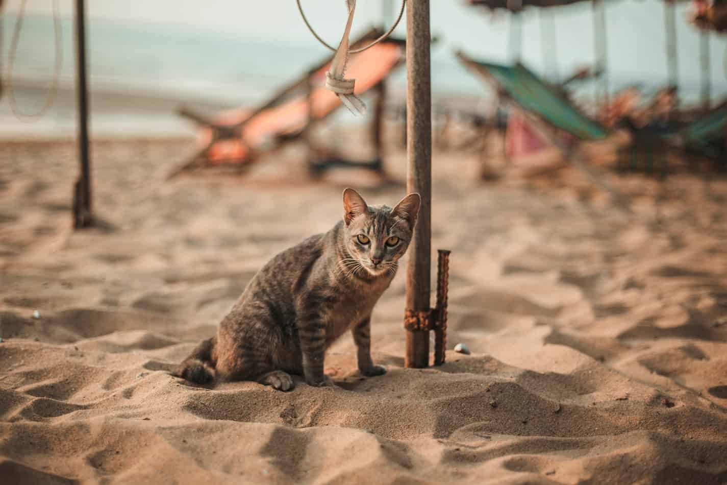 tips for taking your cat to the beach