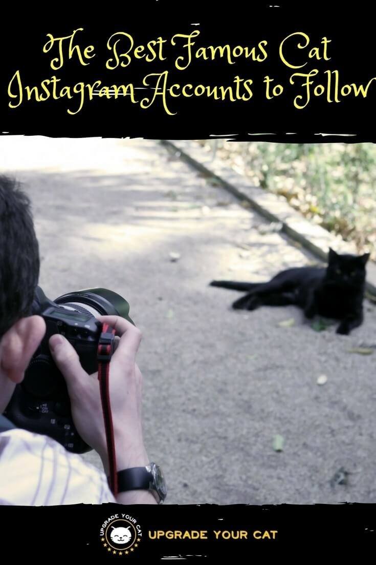 Best Cat Instagram Accounts