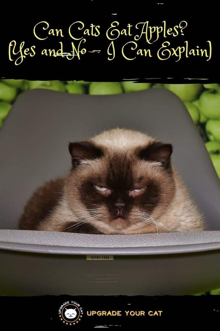 Can Cats Eat Apples