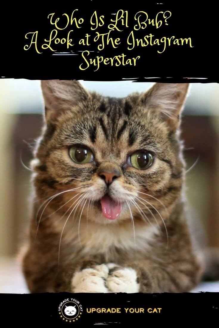 Who is Lil Bub the Instagram famous cat