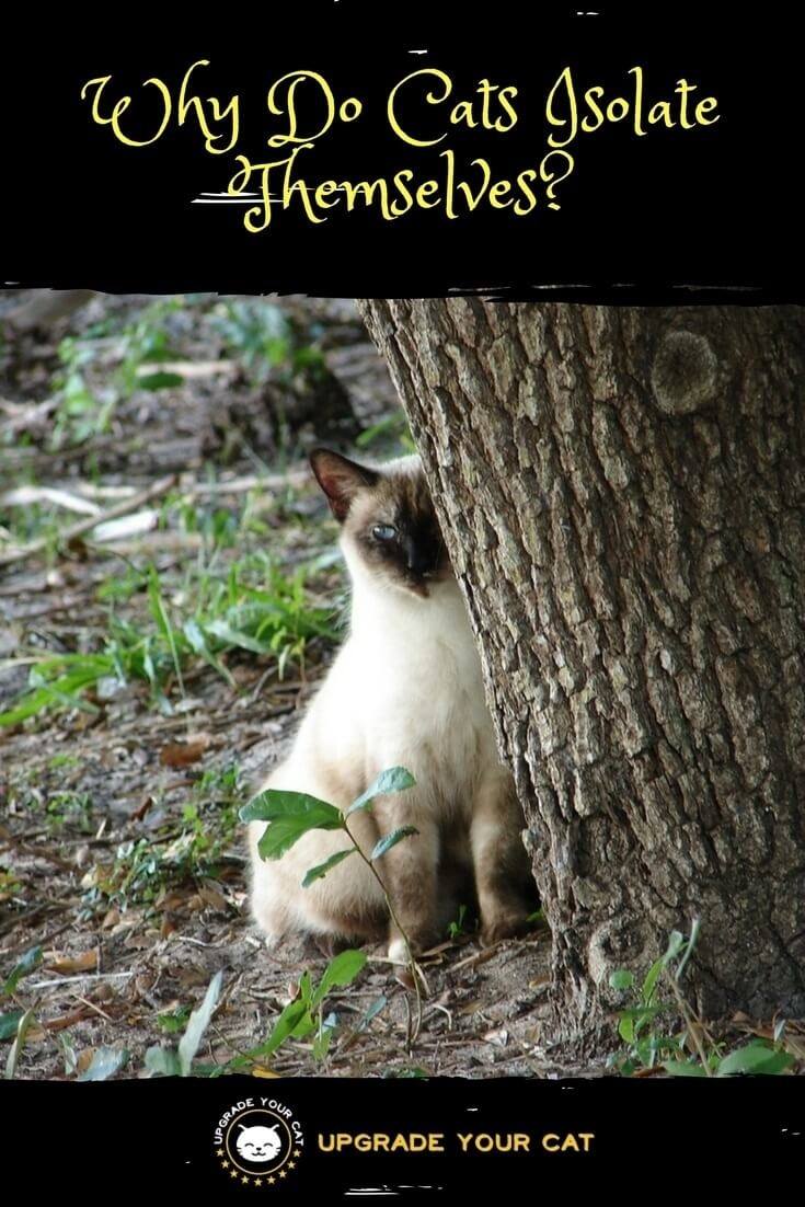 Why Do Cats Isolate Themselves