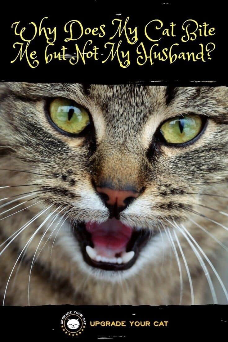 Why Does My Cat Bite Me but Not My Husband