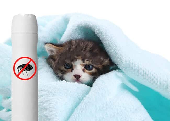 home remedy flea treatment for cats
