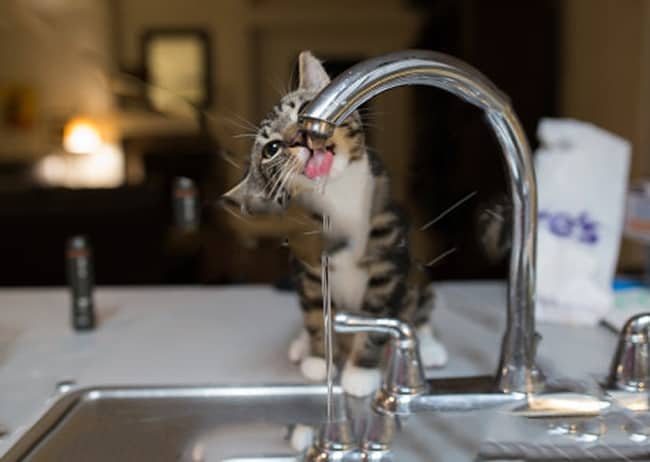 How to Prevent Dehydration in Cats