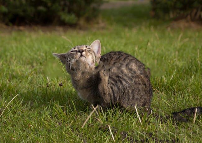 how to protect your cat from fleas ticks and mosquitoes