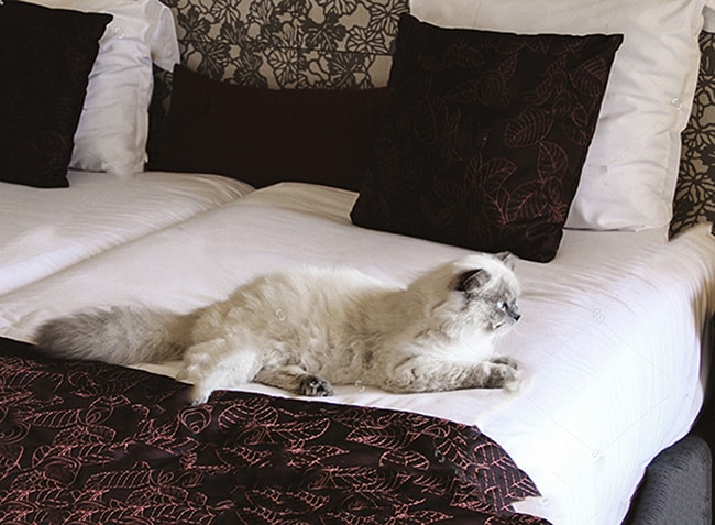 How to Make a Hotel Room Cat Friendly