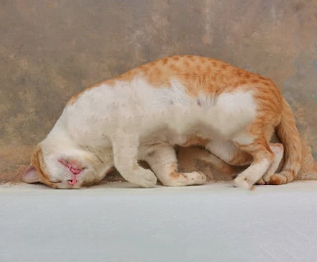 how to prevent motion sickness in cats