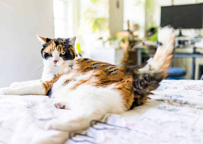why do cats move their tail