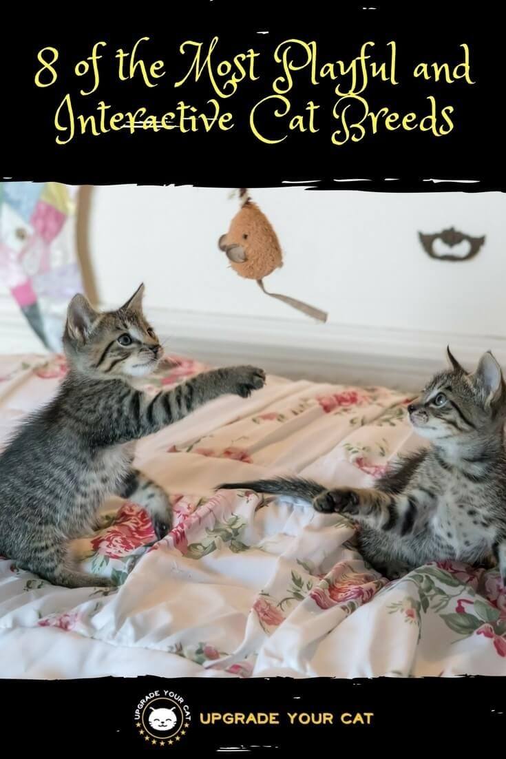 8 of the Most Playful Cat Breeds