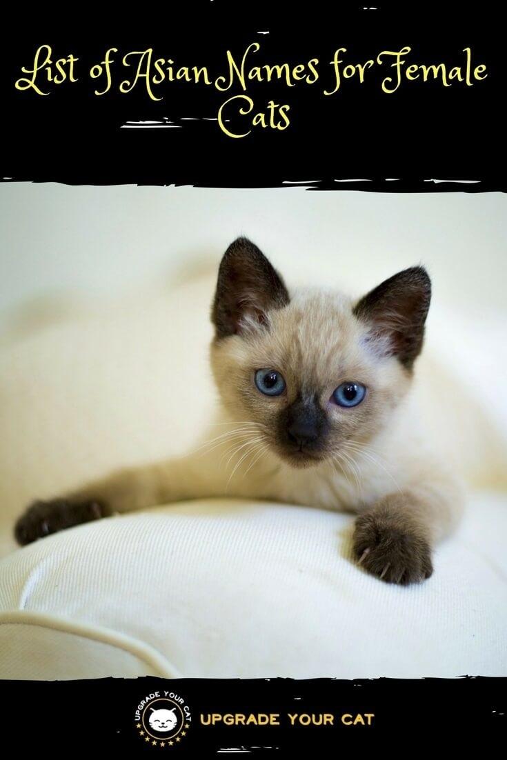 Asian Names for Female Cats