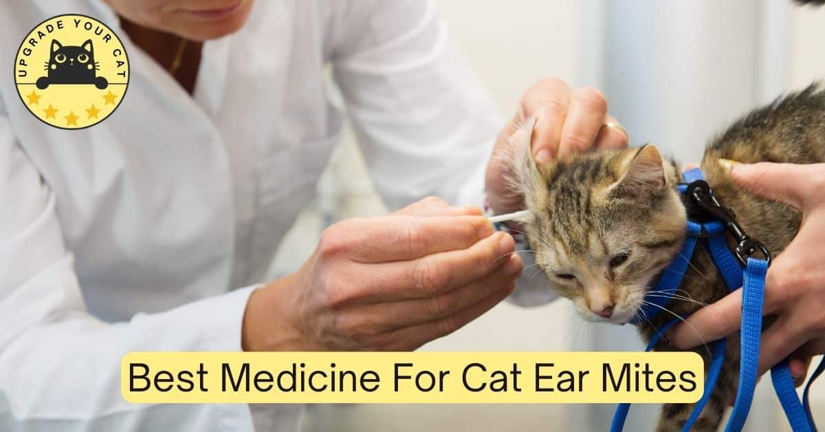 Best Medicine For Cat Ear Mites