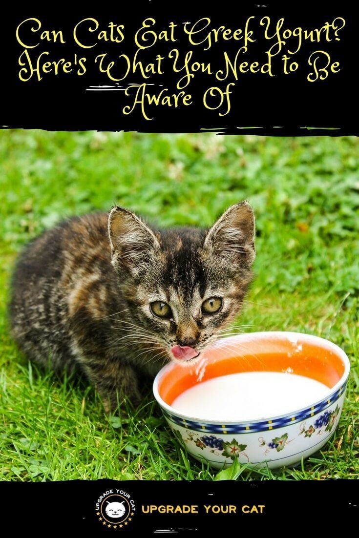 Can Cats Eat Greek Yogurt
