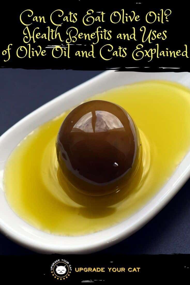 Can Cats Eat Olive Oil