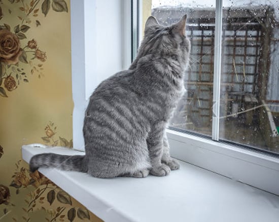 Cat Window Perches Are They Safe