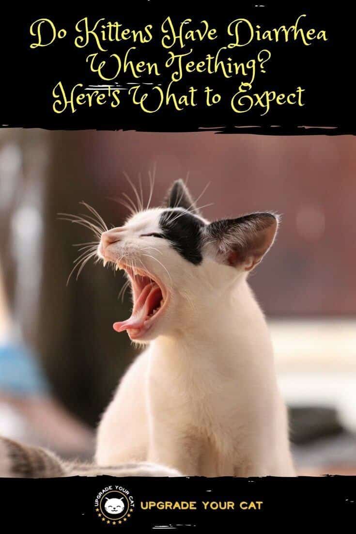 Do Kittens Have Diarrhea When Teething