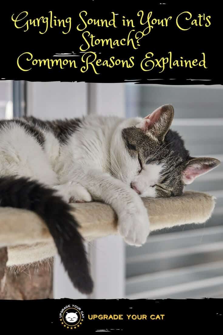 Gurgling Sound in Cat's Stomach Common Reasons Explained