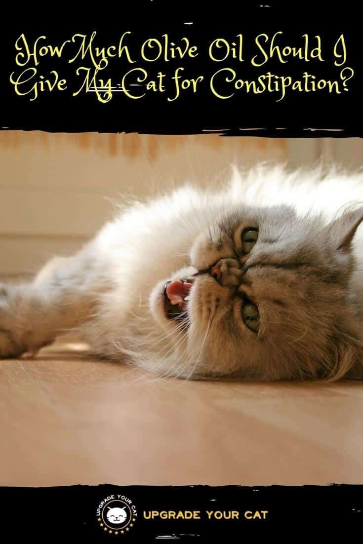 How Much Olive Oil Should I Give My Cat for Constipation