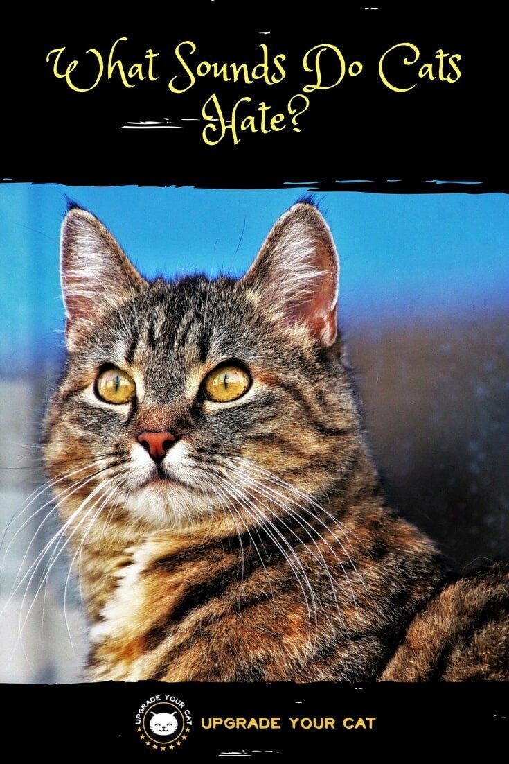 What Sounds Do Cats Hate