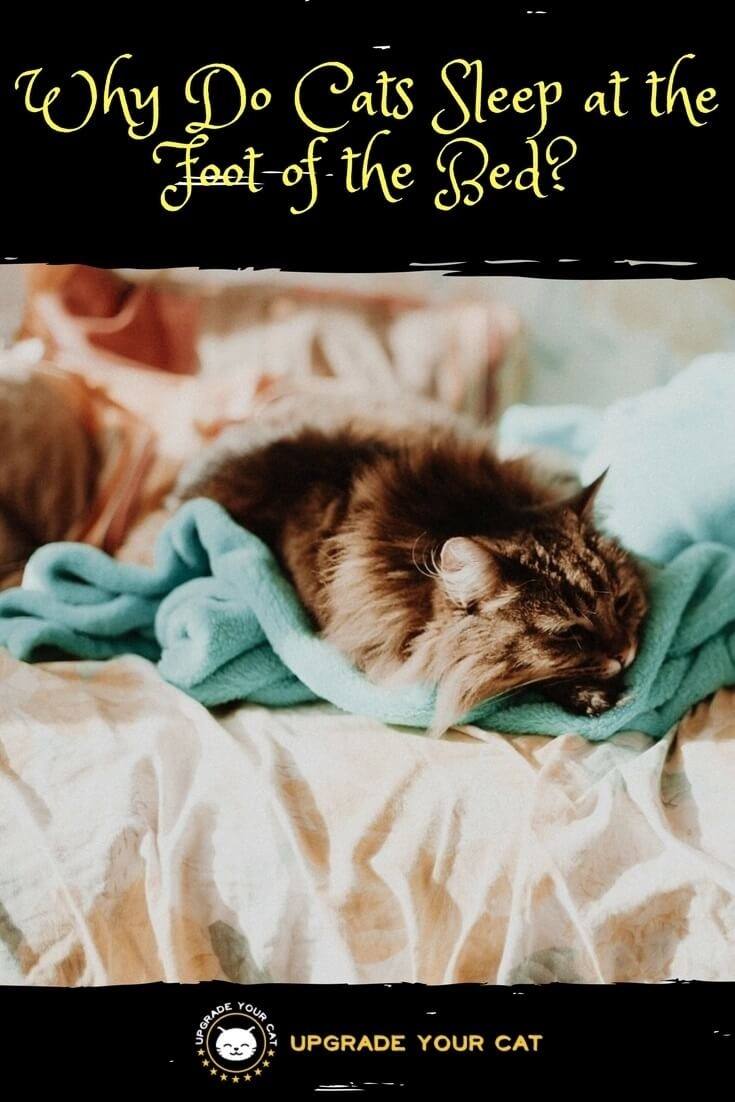 Why Do Cats Sleep at the Foot of the Bed