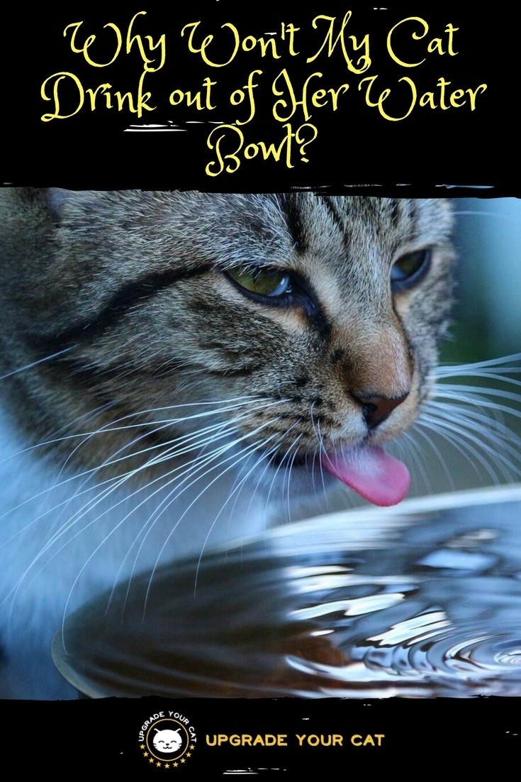 Why Won't My Cat Drink out of Her Water Bowl
