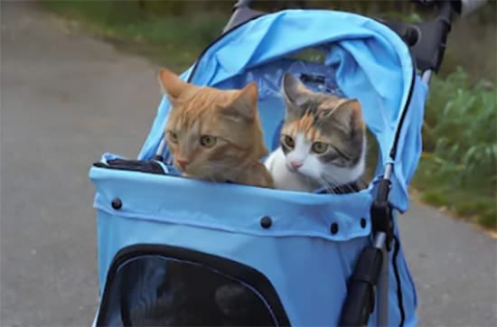 best cat stroller for two cats