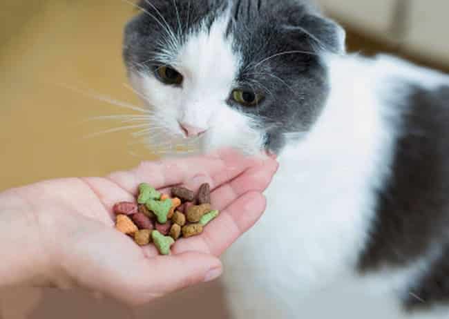 best cat treats for training