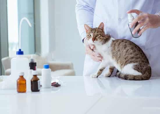 best flea spray for home and furniture