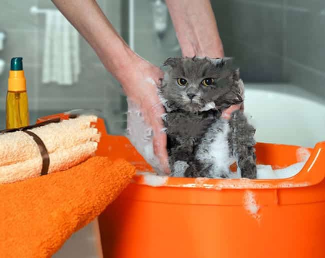 best shampoo with cats for fleas
