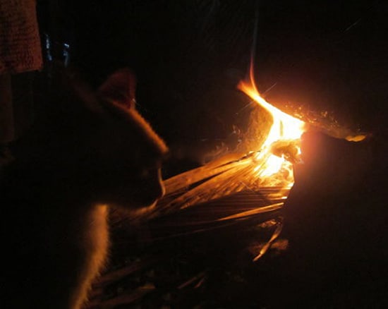 camping with a cat