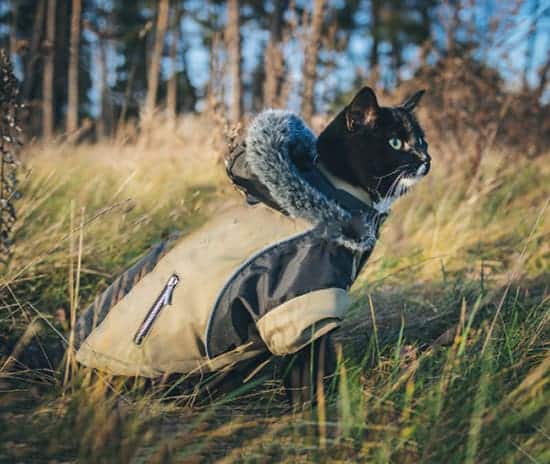 camping with a cat