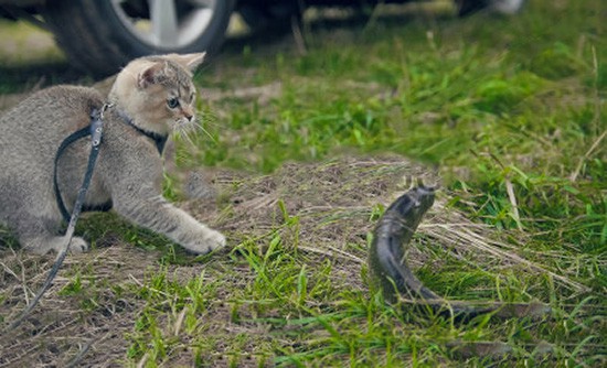 camping with a cat