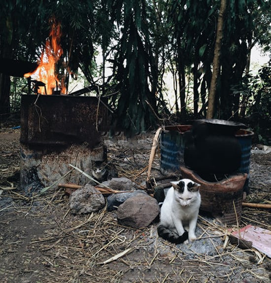 6 Essential Supplies You Need To Take A Cat Camping