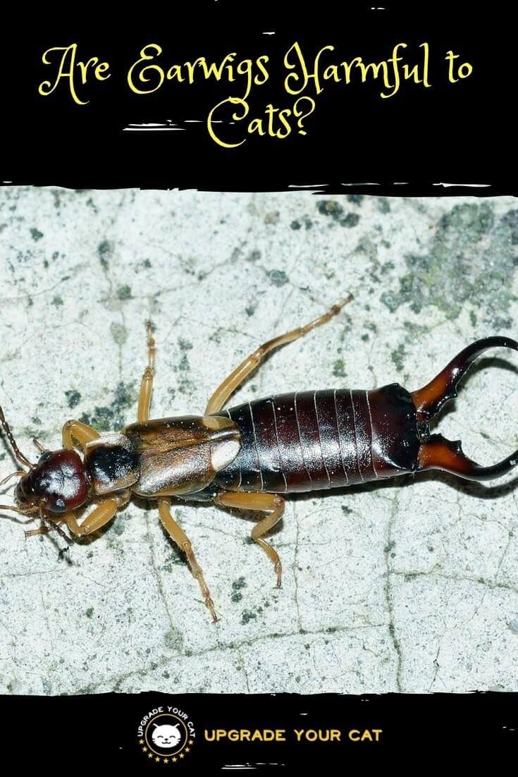 Are Earwigs Harmful to Cats