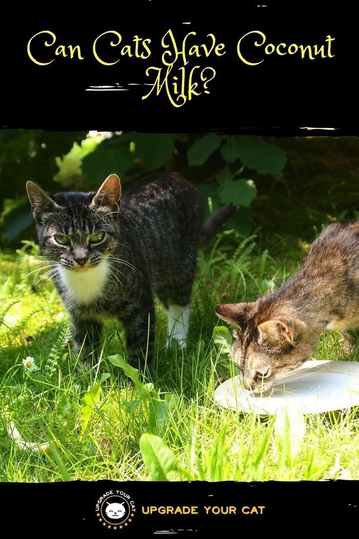 Can Cats Have Coconut Milk