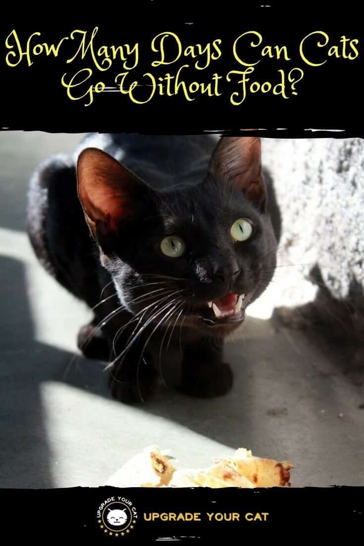 How Many Days Can Cats Go Without Food