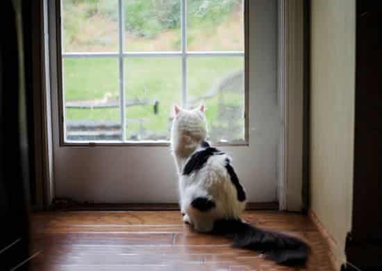 Why You Shouldn't Be Leaving Cats Alone For 3 Days