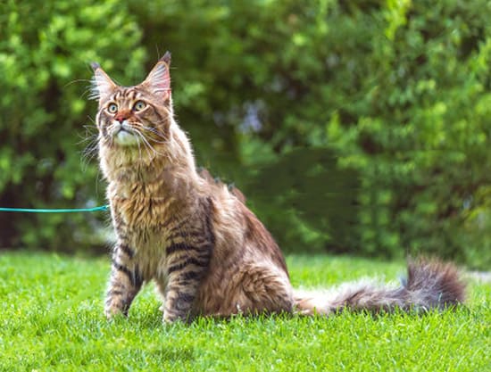 walking cats on a leash is it a bad idea