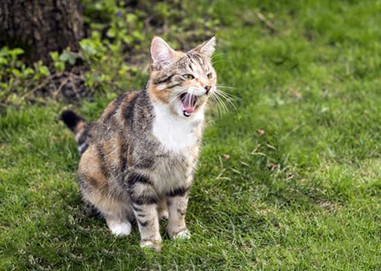 why do cats meow at humans